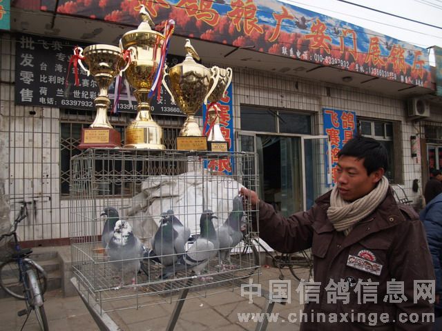 北京鴿市繁榮景象與發(fā)展趨勢揭秘，最新動態(tài)與未來展望