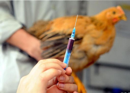病情最新圖片獲取與分析指南，圖片獲取及分析步驟詳解