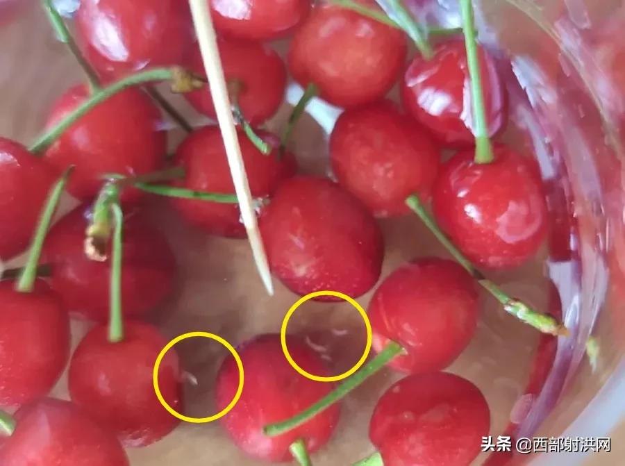 射洪上市公司，小巷深處的獨特風(fēng)味揭秘