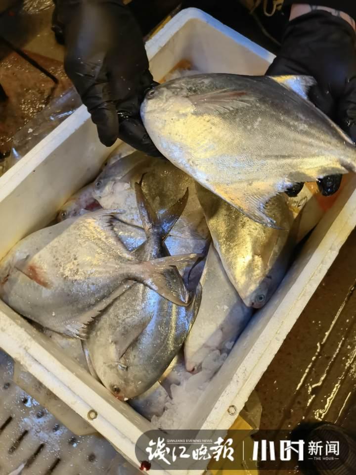 帶魚行情，一場海鮮盛宴的溫馨之旅