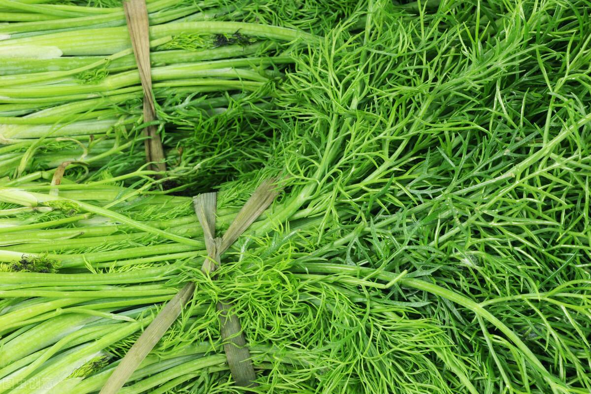 茴香價格動態(tài)，香氣變化與你的關(guān)聯(lián)