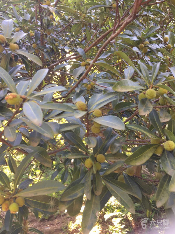 橫河大山搬遷最新動(dòng)態(tài)，力量重塑與未來希望