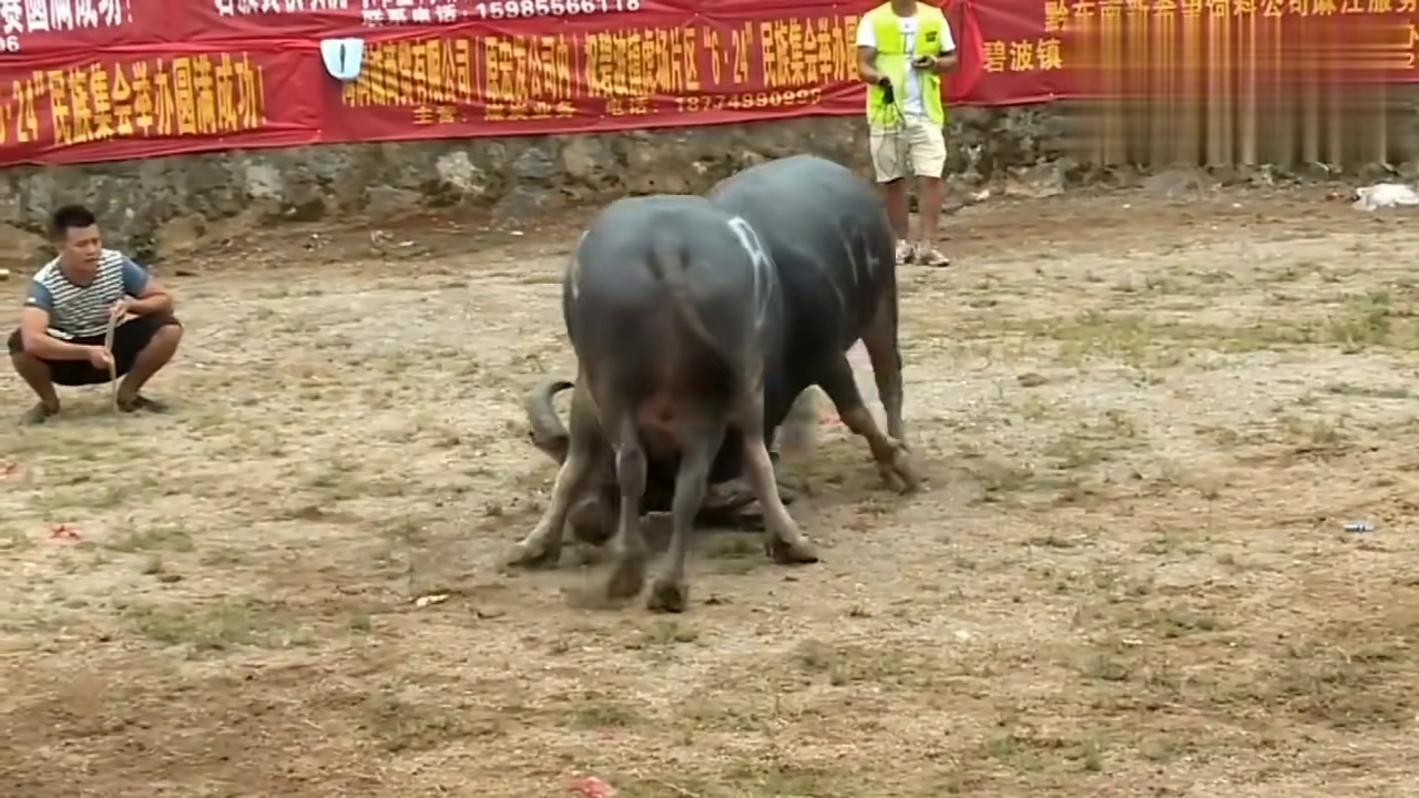 貴州斗牛傳奇篇章，回顧2017年斗牛比賽的精彩瞬間