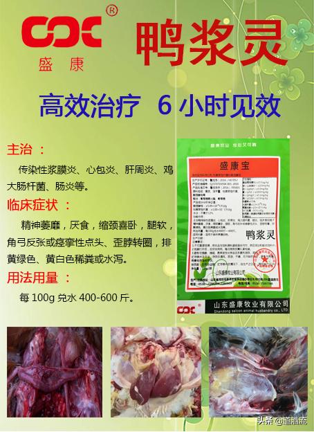 現(xiàn)在鴨苗行情詳解，選購、養(yǎng)殖與盈利的全方位指南