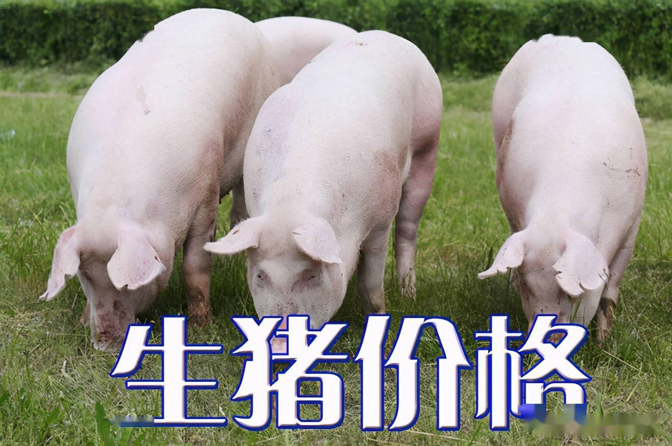 濰坊今日生豬價格探索，一場綠色之旅尋找內(nèi)心平靜