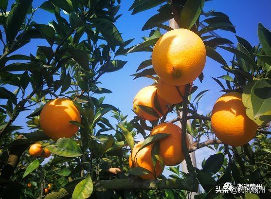贛州上市公司，閃耀未來(lái)，共創(chuàng)繁榮時(shí)代！
