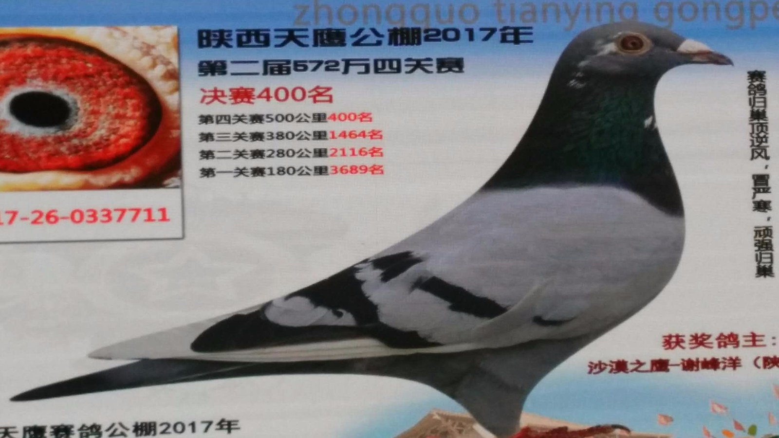 天鷹公棚歷程回顧，最新消息鑄就輝煌篇章