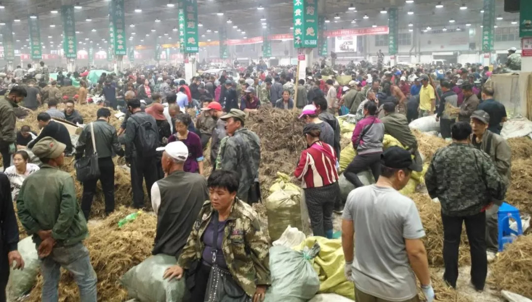 萬良人參市場最新動態(tài)揭秘，日常奇遇與溫情紐帶