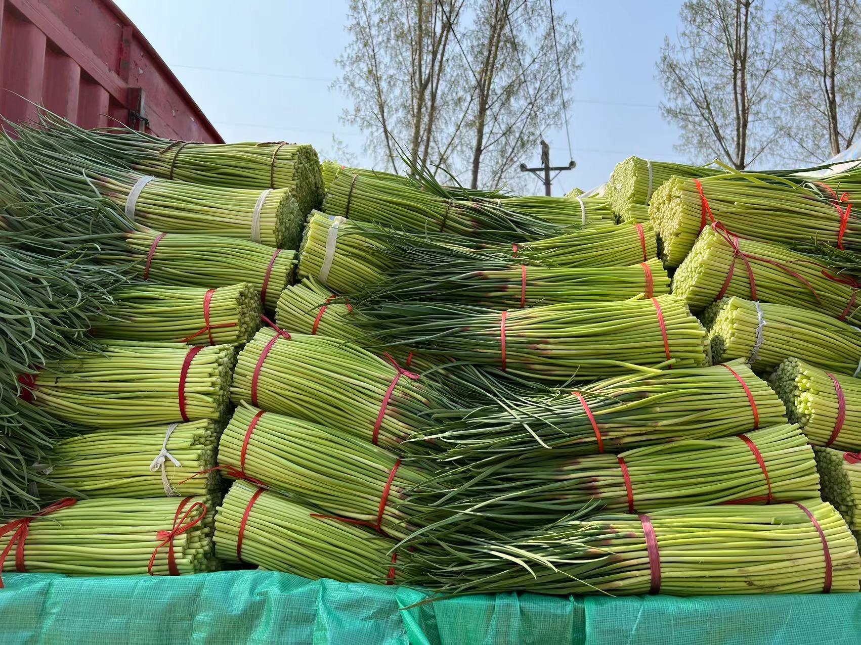 蒜薹價(jià)格最新行情，今日市場(chǎng)走勢(shì)與一段友情陪伴的溫馨故事