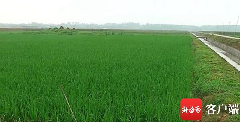 澄邁最新動態(tài)，自然美景探索之旅，尋覓內(nèi)心平和與寧靜的旅程