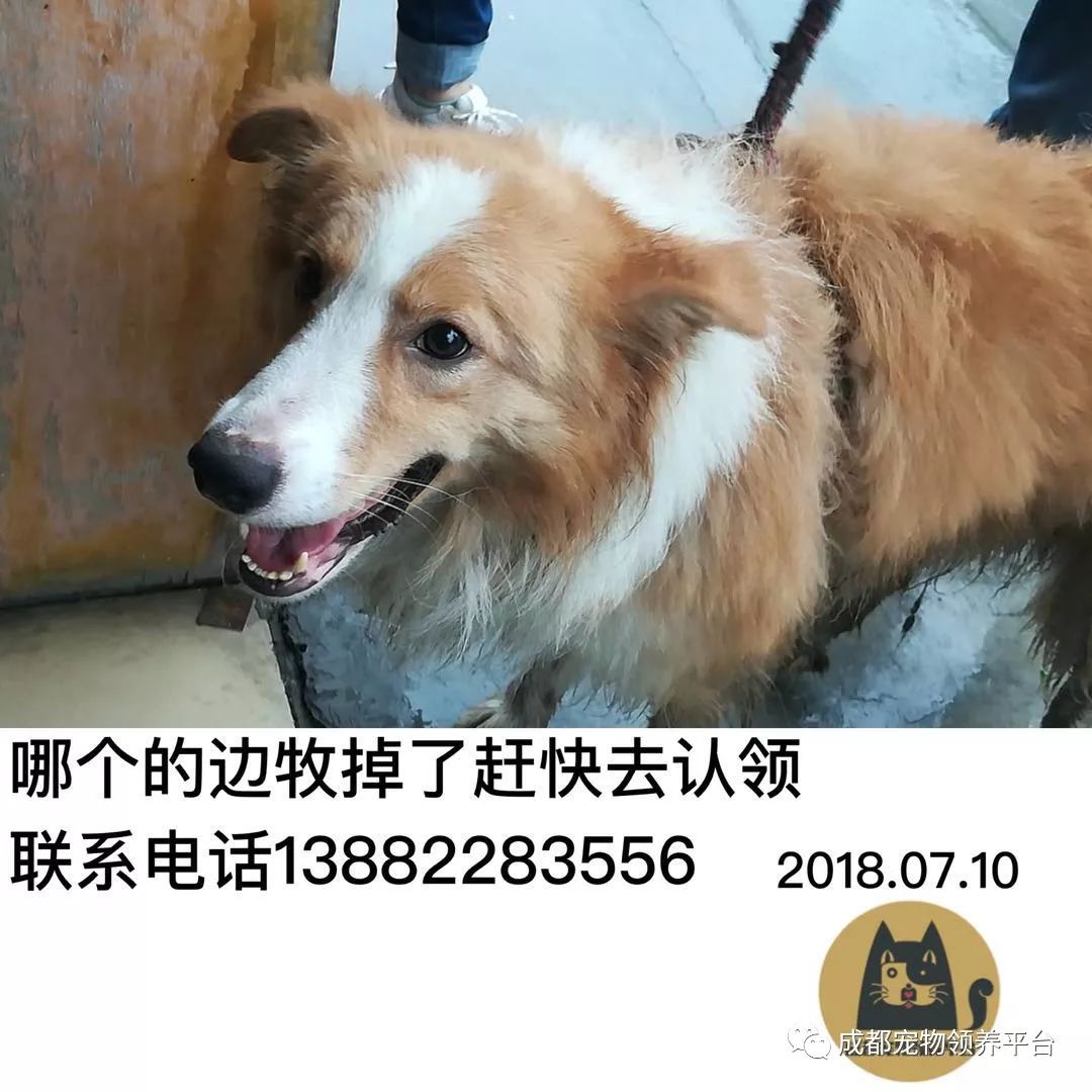 成都最新尋狗記，巷弄深處特色小店中的尋寵之旅