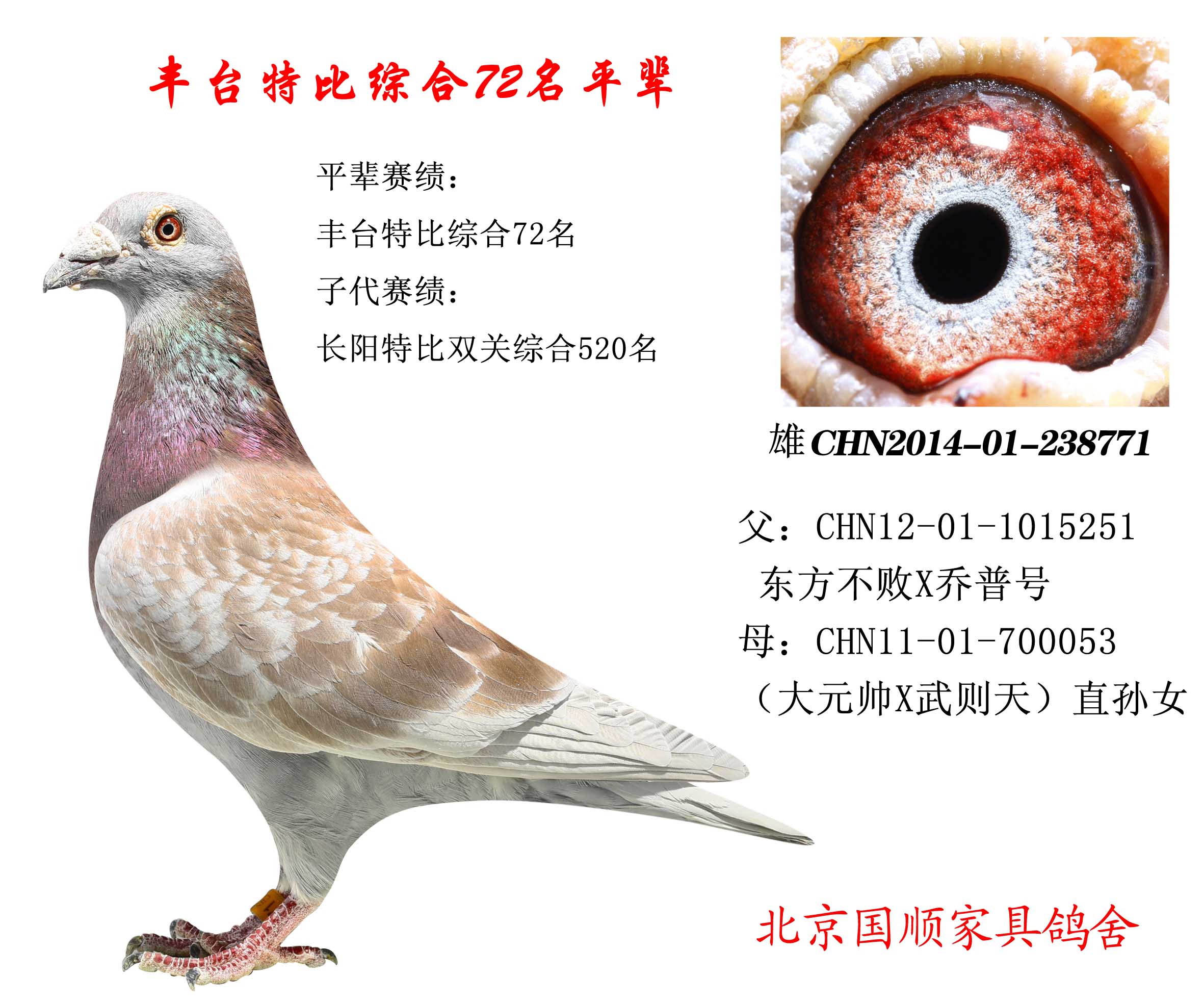 豐臺信鴿最新賽事指南，參賽步驟與賽事概覽