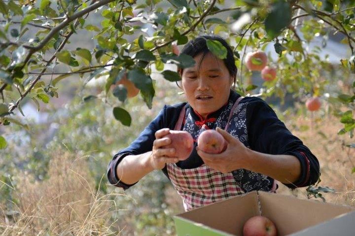 沂源蘋果最新價(jià)格，綠色之旅帶來內(nèi)心的平靜