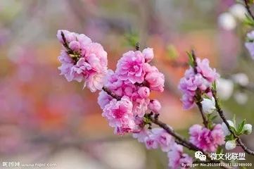 科技巔峰之作桃花開啟未來生活新紀(jì)元，最新章節(jié)預(yù)覽