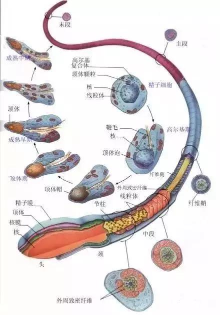 窩精子最新，小巷中的秘密風(fēng)味探索