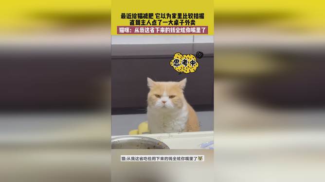 省貓任務(wù)輕松完成指南，最新技能學習與任務(wù)執(zhí)行詳細步驟