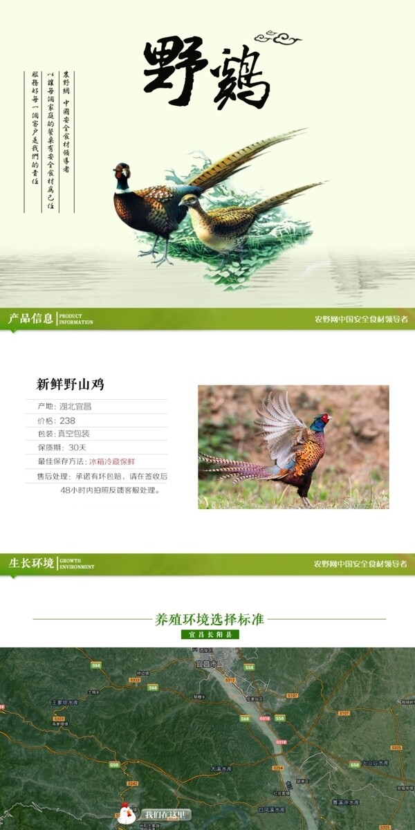 深度剖析，最新山雞的背景、事件與地位概述
