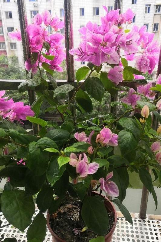 小巷深處的獨(dú)特花語，最新殘花之美