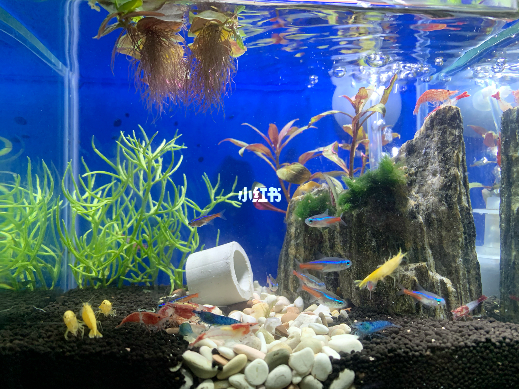 最新魚缸圖片，水族美學(xué)的時代變遷欣賞