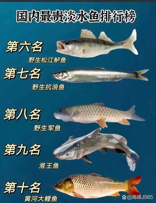 青魚國產最新論述，探索與解析