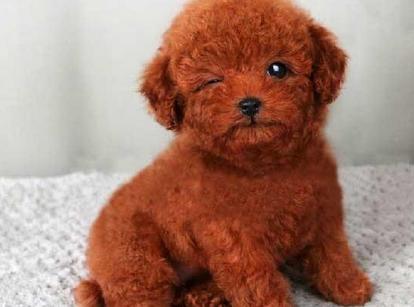 最新小鹿犬，趣事不斷，傳遞溫馨友誼與愛的小使者