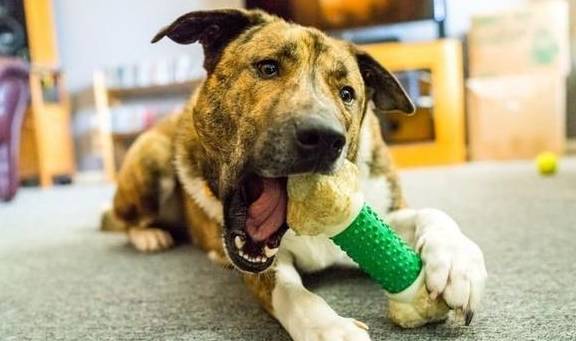 犬類智慧與人類勵(lì)志，最新狗狗新聞聚焦