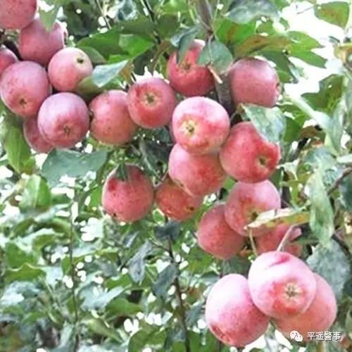 西太后愛(ài)心包最新系列，時(shí)尚與慈善的完美結(jié)合，展現(xiàn)獨(dú)特魅力風(fēng)采