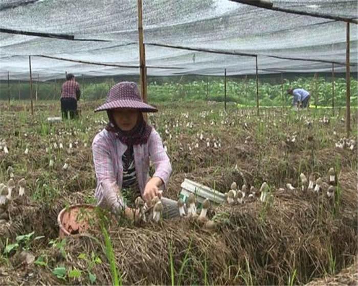 食用菌最新讀音及其背景、發(fā)展與地位概述
