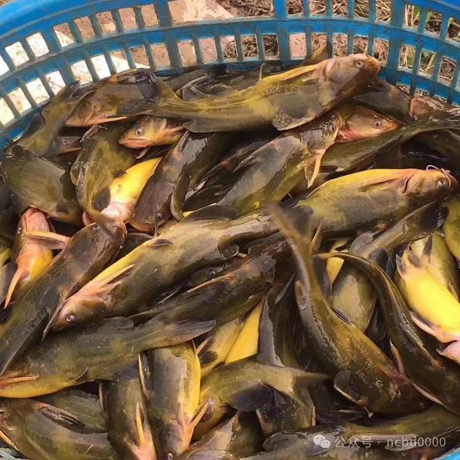 黃顙魚最新報(bào)價(jià)大全，專業(yè)指南與實(shí)時(shí)更新